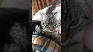 Feral kitten turned purry kitten