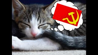 CATS ARE COMMIE!!!!!!!!!!