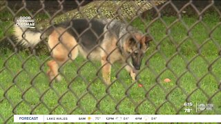 Mobbly Bayou Dog Park a great spot to bring your dog