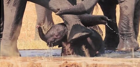 Struggling baby elephant is rescued by her family from waterhole