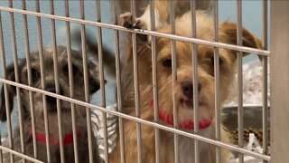 Humane Society of Tampa Bay rescues 16 dogs from hoarding situation in Alabama