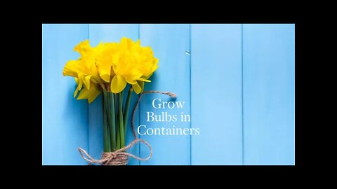 How to plant BULBS in CONTAINERS