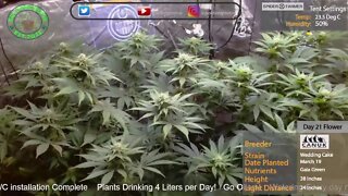 Growing Live - Wedding Cake by Canuk Seeds (Day21 Flower)