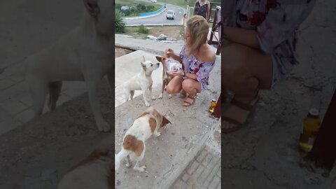 Cuba 2017 feeding the stray puppies, I love them!!