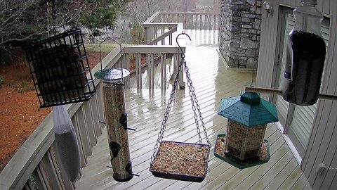 Live Stream Bird Feeder Ashville NC