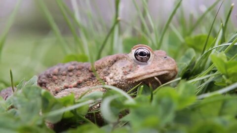Toad hiding in grass