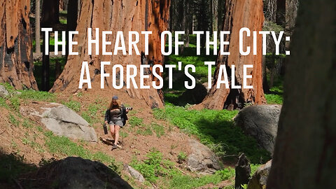 The Heart of the City: A Forest's Tale