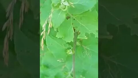 What is edible here? day 2 part 8 Burdock mature