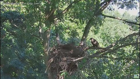 Hays Bald Eagles H16 H17 H18 Fly into Nest 2022 06 29 1049am