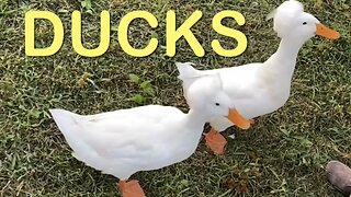 DUCKS