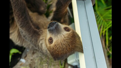 Baby Sloths Sloths compilation -Bebe perezoso compilación mas divertida