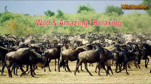 Wild animal Wonders | A Journey with Amazing Beautiful Animals & Relaxing Music