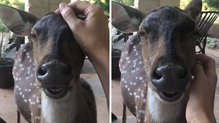 Rescued Deer Returns Home To Get Some Love