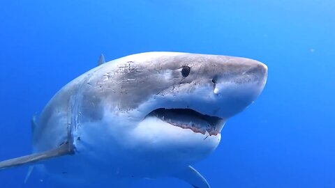 Swimming🤿With👉Giant👀Great🌊White🦈Shark💦💥🔥😎