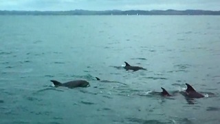Friendly dolphins swim side-by-side with tourists