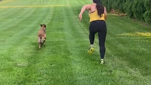 Belgian Malinois proves he is the perfect workout partner
