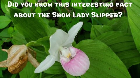 Did You Know This Fact About the Showy Lady Slipper, the Minnesota State Flower?