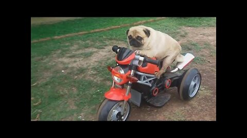 Cute dog trying to learn how to ride a FAKE motorcycle