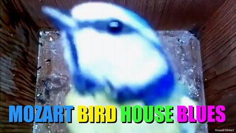 MOZART BIRD HOUSE BLUES WITH CECILIA BARTOLI
