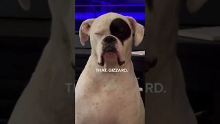 Boxer dog does not give a flying F