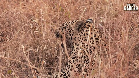WILDlife: Active Leopards Camouflaged By the Grass