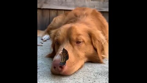Literally Dog & Butterfly