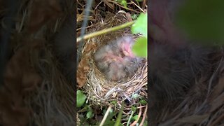 An update on the baby purple finches. It must be nap time for these baby birds!