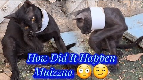 How Did It Happen 😳😏 Muizzaa | The Cat Is In Trouble #158 #funnycat #muizzaa #موعضه #قطط #اكسبلور