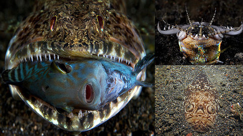 Incredible Ocean Floor Ambush predators Attacking Their Preys