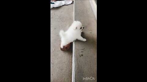 Cute puppy climbing the stairs