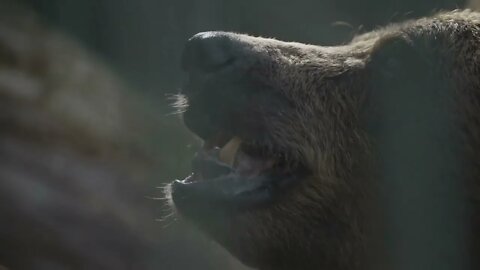 Wild Brown Bear Close Up