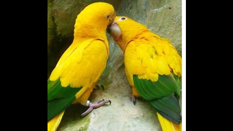 Can parrots talk? What is special about parrots?