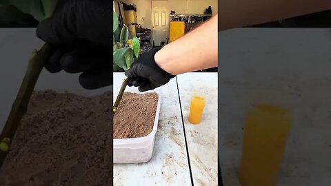 Easiest Plant Propagation Hack: Grow More in Minutes!