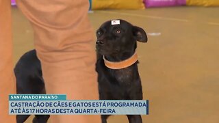 Santana do Paraíso: Castração de Cães e Gatos está programada até às 17 horas desta 4ª Feira.