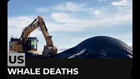 Whale deaths: US mayors call for halt to wind farm projects