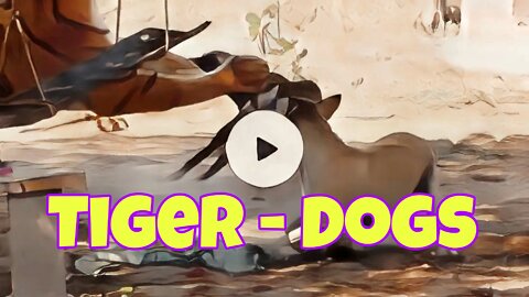 Tiger - Dogs Funny Video