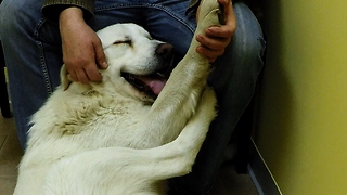 This dog is ridiculously relaxed at the vet's office
