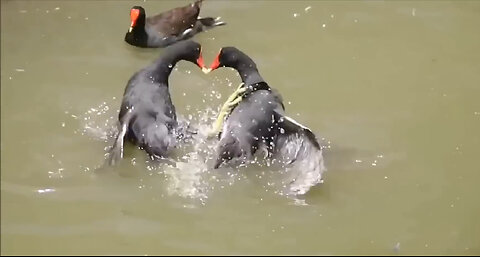 Beautiful Birds Playing