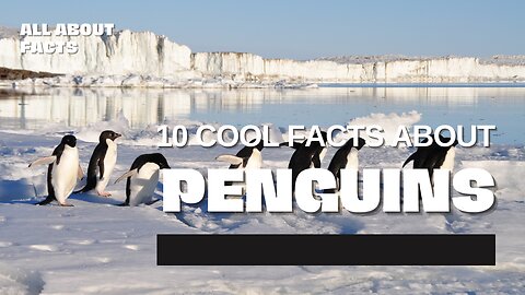 10 Cool Facts About Penguins