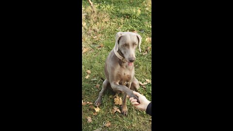 Dog Does a Handshake