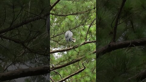 Vertical Video | ZV-E1 Tamron 28-200 Lens | Great Blue Heron