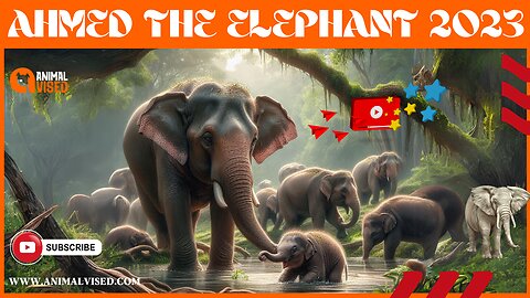 🐘 Ahmed the Elephant | Biggest Elephant in Kenya | The King of Marsabit | Animal Vised🌍