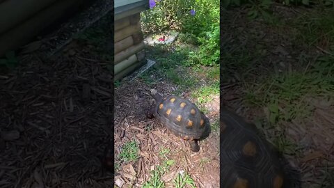 Melon the RedFoot Tortoise takes a quick dip in her pond.