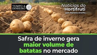 Maior volume de batatas no mercado por conta da safra de inverno