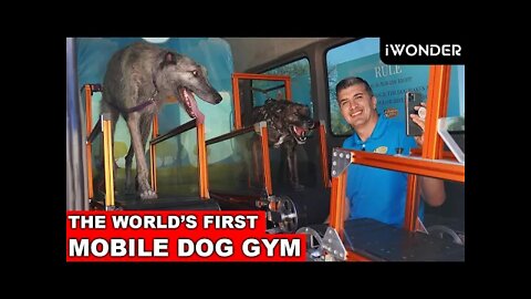 The World's First Mobile Dog Gym That's Making Dogs Happy And Healthy