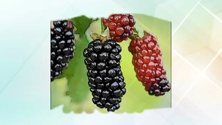 Unlock the Power of Blackberries /Health Benefits and the Healthy components
