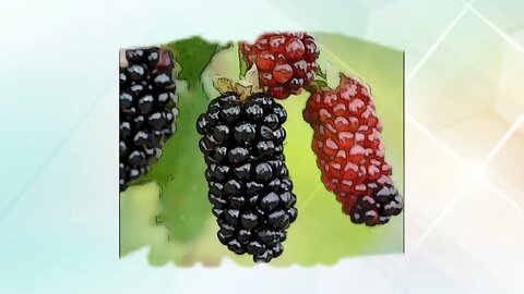 Unlock the Power of Blackberries /Health Benefits and the Healthy components