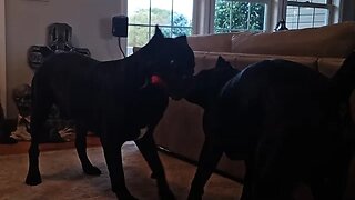 Intact Male Cane Corsos Interacting Live