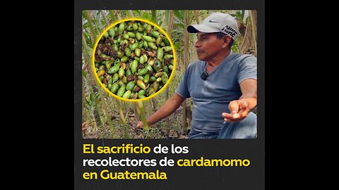 El cardamomo en Guatemala: el sacrificio de los campesinos