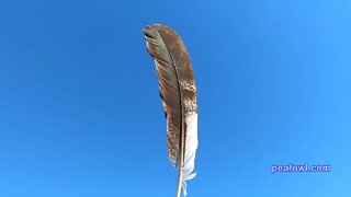 Eagle Peacock Feathers, Peacock Minute, peafowl.com